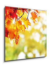 Obraz 1D - 50 x 50 cm F_F25605825 - beautiful colorful autumn  leaves in the park