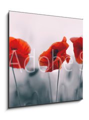 Obraz 1D - 50 x 50 cm F_F258336158 - Red poppy flowers isolated on gray background.