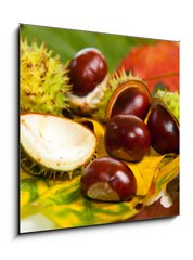 Obraz   Composition of autumn chestnuts and leaves, 50 x 50 cm