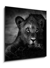 Obraz 1D - 50 x 50 cm F_F26051475 - Young lion portrait