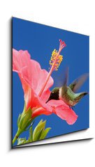 Obraz 1D - 50 x 50 cm F_F26098538 - Male Ruby-throated Hummingbird (archilochus colubris)