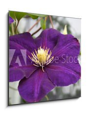 Sklenn obraz 1D - 50 x 50 cm F_F2618623 - violet flower