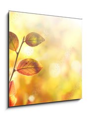 Obraz 1D - 50 x 50 cm F_F264386223 - Beautiful colorful autumn natural background panorama. Orange autumn foliage on blurred gold background glows in sunlight outdoors in nature. Template with copy space.