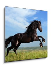 Obraz 1D - 50 x 50 cm F_F26473191 - beautiful black horse playing on the field