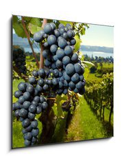 Obraz 1D - 50 x 50 cm F_F26496881 - ripe Purple Grapes