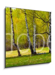 Obraz 1D - 50 x 50 cm F_F267520361 - Birch grove on a sunny day. - Bezov hj za slunenho dne.