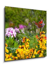 Obraz 1D - 50 x 50 cm F_F270234629 - Schmetterling 578
