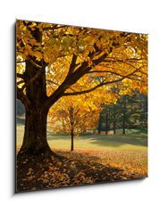 Sklenn obraz 1D - 50 x 50 cm F_F27306189 - Golden Fall Foliage Autumn Yellow Maple Tree on golf course