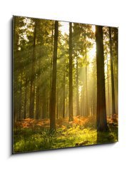 Obraz 1D - 50 x 50 cm F_F27621934 - Beautiful Forest - Krsn les