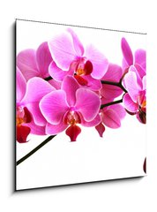Sklenn obraz 1D - 50 x 50 cm F_F2768352 - pink orchid
