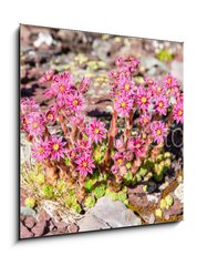 Sklenn obraz 1D - 50 x 50 cm F_F280902351 - Berg - horsk