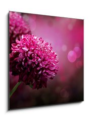 Obraz 1D - 50 x 50 cm F_F28158442 - Dahlia Autumn flower design. With copy-space