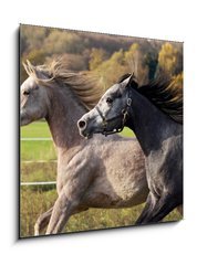 Sklenn obraz 1D - 50 x 50 cm F_F28472391 - Arabische Vollbl ter