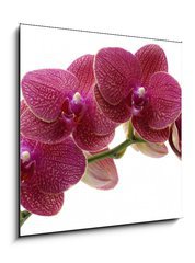 Obraz   Macro of a beautiful pink orchid, 50 x 50 cm