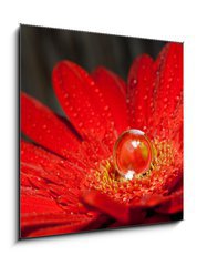 Obraz 1D - 50 x 50 cm F_F28762930 - rote Gerbera mit Wassertropfen
