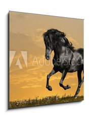 Obraz 1D - 50 x 50 cm F_F29158232 - black horse runs gallop - ern k b cval