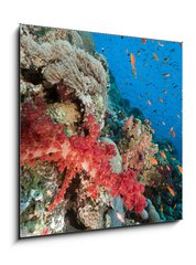 Sklenn obraz 1D - 50 x 50 cm F_F29193498 - Marine life in the Red Sea. - Mosk ivot v Rudm moi.