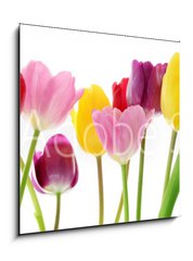 Obraz 1D - 50 x 50 cm F_F29490982 - Spring tulip flowers in a row
