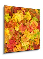 Obraz 1D - 50 x 50 cm F_F295252486 - Maple leaves Autumn red yellow green floral background banner