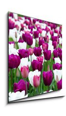 Sklenn obraz 1D - 50 x 50 cm F_F29639860 - Beautiful tulips.