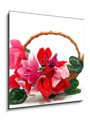 Obraz   Colourful cyclamen flowers in the basket, 50 x 50 cm