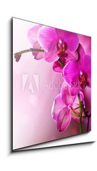Sklenn obraz 1D - 50 x 50 cm F_F30014255 - Orchid Flower border design - Orchid Flower design hranic