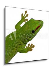 Sklenn obraz 1D - 50 x 50 cm F_F3016112 - lezard vert