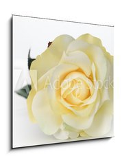 Sklenn obraz 1D - 50 x 50 cm F_F30527713 - Single White Rose