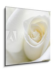 Skleněný obraz 1D - 50 x 50 cm F_F31158130 - Soft white rose - Měkké bílé růže