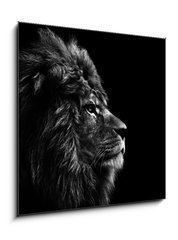 Obraz 1D - 50 x 50 cm F_F31175850 - Stunning facial portrait of male lion on black background in bla - Ohromující obličej portrét lva na černém pozadí v bla