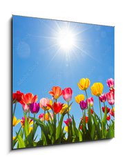 Obraz 1D - 50 x 50 cm F_F31333343 - Tulips in the sun