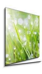 Sklenn obraz 1D - 50 x 50 cm F_F31545504 - sparkling grass - umiv trva