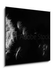 Obraz 1D - 50 x 50 cm F_F317106413 - White dandelion on blue