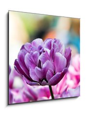 Obraz 1D - 50 x 50 cm F_F31786414 - Lila tulpe - Fialový tulipán