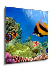 Sklenn obraz 1D - 50 x 50 cm F_F31880549 - Marine life on the coral reef