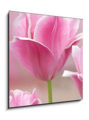Sklenn obraz 1D - 50 x 50 cm F_F32429318 - Pink tulips close up