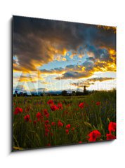 Obraz 1D - 50 x 50 cm F_F32699667 - Poppy Field