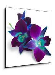 Obraz   orchid, 50 x 50 cm