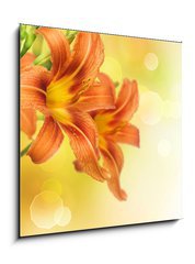 Sklenn obraz 1D - 50 x 50 cm F_F33384107 - Yellow Lily Flower border design - lut kvtu Lily Flower design