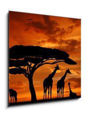 Sklenn obraz 1D - 50 x 50 cm F_F33526159 - herd of giraffes in the setting sun