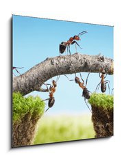 Obraz 1D - 50 x 50 cm F_F33747166 - teamwork, team of ants costructing bridge