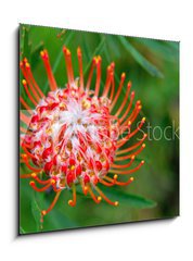 Obraz   PIncushion protea pink and orange, 50 x 50 cm