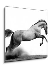 Sklenn obraz 1D - 50 x 50 cm F_F34235049 - silver-white stallion on black