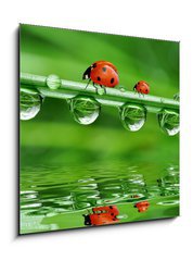 Obraz 1D - 50 x 50 cm F_F34659602 - fresh morning dew and ladybird - erstvou rann rosou a beruka