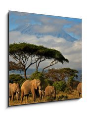 Obraz   Elephant family in front of Mt. Kilimanjaro, 50 x 50 cm