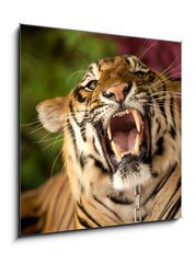 Sklenn obraz 1D - 50 x 50 cm F_F35010447 - The tiger growls