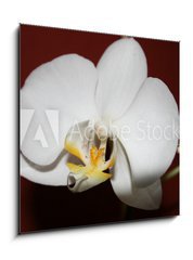 Obraz 1D - 50 x 50 cm F_F3521109 - orchidee