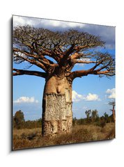 Sklenn obraz 1D - 50 x 50 cm F_F35346774 - big baobab tree of Madagascar - velk baobab strom Madagaskaru