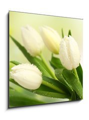 Sklenn obraz 1D - 50 x 50 cm F_F35516488 - tulip - tulipn