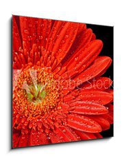 Obraz   red gerbera daisy, 50 x 50 cm
